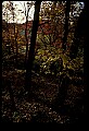 02256-00080-Spruce Knob National Recreation Area-Monongahela National Forest.jpg