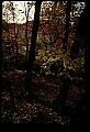 02256-00080-Spruce Knob National Recreation Area-Monongahela National Forest.jpg