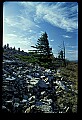 02256-00179-Spruce Knob National Recreation Area-Monongahela National Forest.jpg