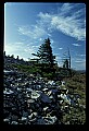 02256-00181-Spruce Knob National Recreation Area-Monongahela National Forest.jpg