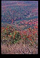 02256-00264-Spruce Knob National Recreation Area-Monongahela National Forest.jpg