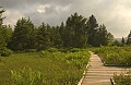 DSC_1391 cranberry glades boardwalk.jpg