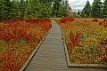 DSC_4418 cranberry glades boardwallk.jpg