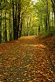 DSC_4748 leaves on road--fall dolly sods.jpg