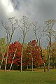 DSC_4791 fall color blackwater falls state park.jpg