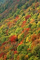 DSC_4826 blackwater falls canyon fall color.jpg