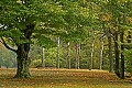 DSC_4833 Blackwater Falls SP--Trees.jpg