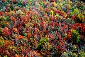 DSC_5504 fall color route 93.jpg