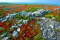 DSC_5616 dolly sods--bear rocks.jpg