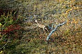 DSC_5649 running spike buck.jpg