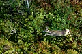 DSC_5655 running whitetail doe.jpg