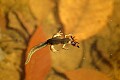 DSC_8765 red-spotted newt munches on a wasp.jpg