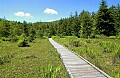 DSC_9480 cranberry glades boardwalk-spring.jpg