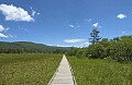 DSC_9509 cranberry glades boardwalk.jpg