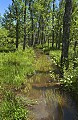 DSC_9510 cranberry glades.jpg