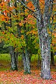 _MG_1958 canaan state park fall color.jpg