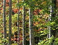 _MG_2051 fall color, blackwater falls state park.jpg