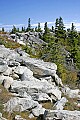 _MG_2083 bear rocks dolly sods.jpg