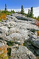 _MG_2105 dolly sods-bear rocks.jpg