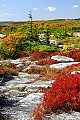 _MG_2238 dolly sods.jpg