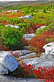 _MG_2248 dolly sods.jpg