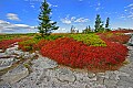 _MG_2316 blueberry dolly sods.jpg