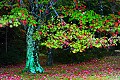 _MG_2420 blackwater falls-fall color.jpg