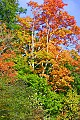 _MG_2474 highland scenic highway fall color.jpg