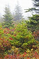 _MG_2689 dolly sods.jpg