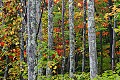 _MG_2706 canaan valley color.jpg