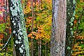 _MG_2711 canaan valley fall color.jpg