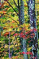 _MG_2725 canaan valley fall color.jpg