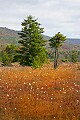 _MG_2732 cranberry glades.jpg