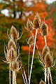 _MG_2780 teasel and fall color.jpg