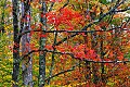 _MG_2797 canaan valley fall color.jpg