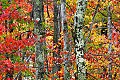 _MG_2813 fall color canaan valley.jpg