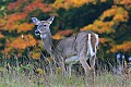 _MG_2914 doe against fall color backdrop.jpg