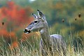 _MG_2959 doe against fall color.jpg