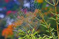 _MG_2991 spider web-fall color.jpg