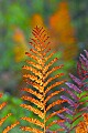 _MG_3016 brown fern leaf.jpg