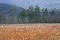 _MG_4277 cranberry glades.jpg