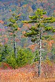 _MG_4287 cranberry glades.jpg