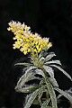 _MG_0009 hoar frost on goldenrod.jpg