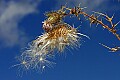 _MG_0019 thistle against sky.jpg