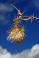 _MG_0024 thistle against sky.jpg