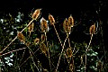 _MG_0059 teasel.jpg