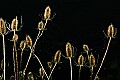 _MG_0062 teasel.jpg