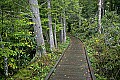 _MG_0086 foliage along boardwalk.jpg