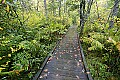 _MG_0105 foliage along walkway.jpg