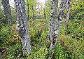 _MG_0145 trees off walkway.jpg